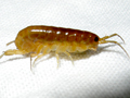 unidentified Talitrid